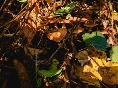 Ormanda sonbahar yaprakları