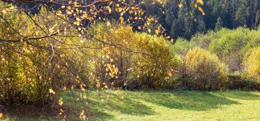 Sarı ağaçları ve yaprakları olan güzel bir sonbahar ormanı