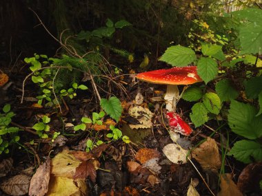 Ormanda kızıl sineksi mantar.
