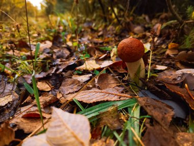 Ormanda mantar, sonbahar ormanında mantar. Ormanda mantar