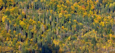 Dağlarda sonbahar ormanı