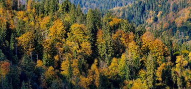 Sonbaharda ormandaki sonbahar renkleri ve ağaçlar