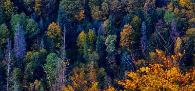 Dağlarda sonbahar ormanı