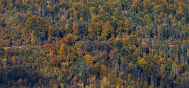 Ekim 'de sonbahar ormanı