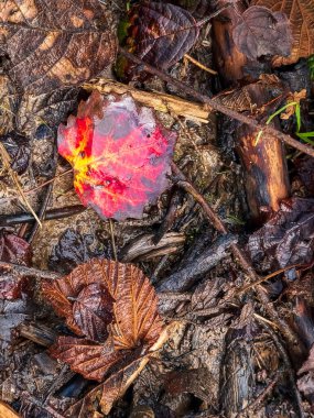 Ormanda sonbahar yaprakları