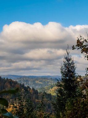 Ormanın güzel manzarası