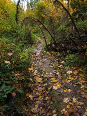 Ormanda sonbahar. Güzel manzara