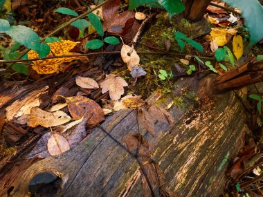 Yere düşen sonbahar yaprakları