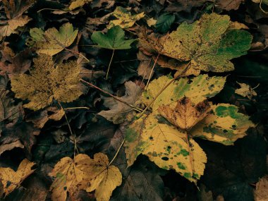 sonbahar metin veya ileti için arkaplanı kopyalama alanı ile bırakır