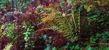 Sonbahar yaprakları parka, sonbahar mevsimi