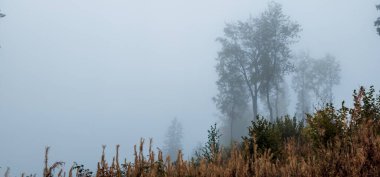 Sabahleyin ormanda sis var.