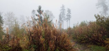 Sis ve ağaçlarla kaplı sonbahar ormanı