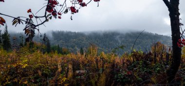 Ormanda bir ağacı olan güzel bir manzara.