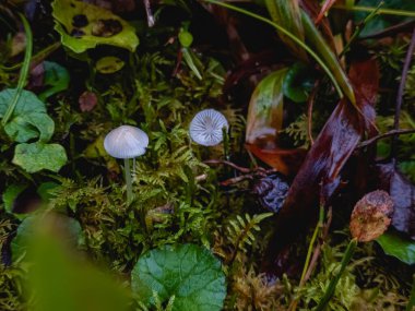 Ormanda güzel mantarlar