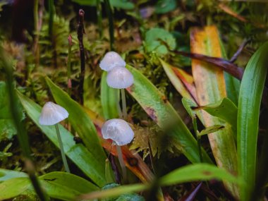 Ormanda beyaz mantar.