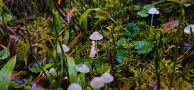 Ormanda beyaz mantar