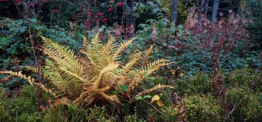 Ormanda sonbahar manzarası