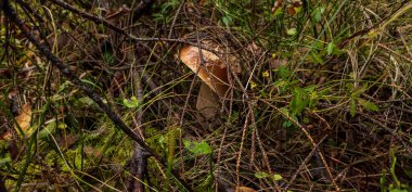 Ormanda büyüyen mantar