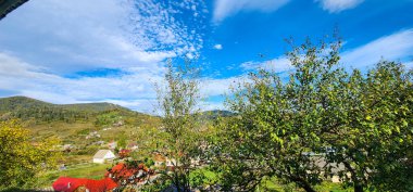 Dağlarda yeşil bir ağacın güzel bir görüntüsü.