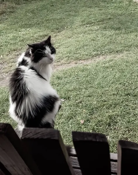 Kedi sokakta oturuyor.
