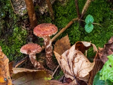 Ormanda büyüyen bir mantarın yakın çekimi.