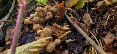 Sonbahar mevsiminde ormandaki mantarlar.