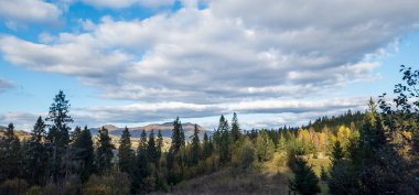 Bulutlu bir gökyüzünde bir ormanın dikey görüntüsü