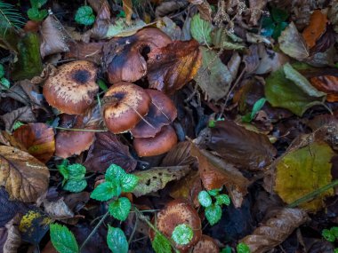 Sonbahar ormanı mantarları ve mantarları