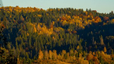 Renkli bir sonbahar ormanının dikey çekimi