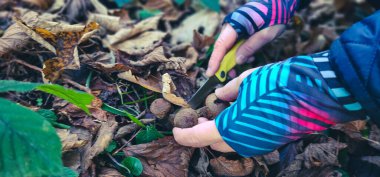 Bir çocuk ormanda mantar toplar.