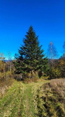 Dağlarda sonbahar ormanı