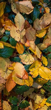 Ormanda sonbahar yaprakları