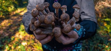 Bir avuç mantarı tutan eller.