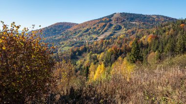 Güzel sonbahar orman dağlarında