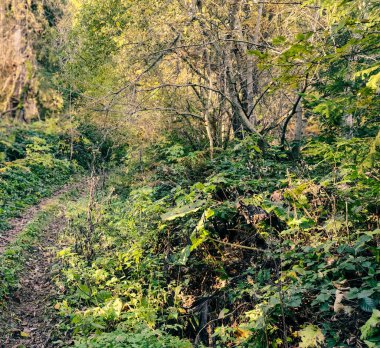 Sonbaharda yosun ile ormanda yol