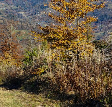 Bir dağ yolunda sonbahar renkleri ve ağaçlar.
