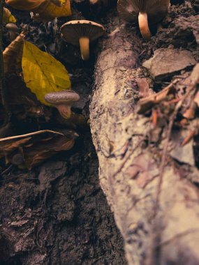 Sonbahar ormanı. Düşen sarı yapraklar.