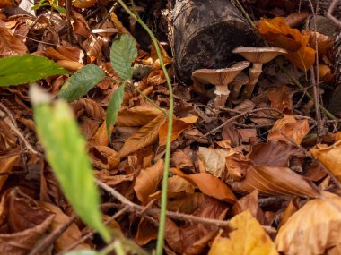 Yerdeki sonbahar mantarları