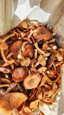 Ormanda mantar ve mantar