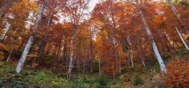 Turuncu yaprakları ile orman