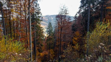 Dağlarda yapraklar ve ağaçlar olan sonbahar ormanı.