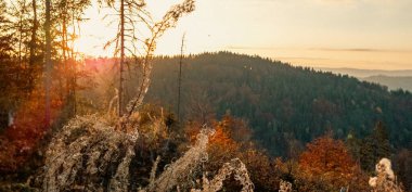 Ormanda renkli sonbahar ağaçları, Slovakya