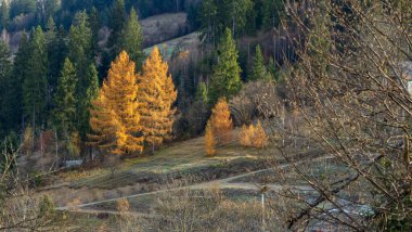 Sarı ağaçlar ve yapraklarla dolu sonbahar manzarası