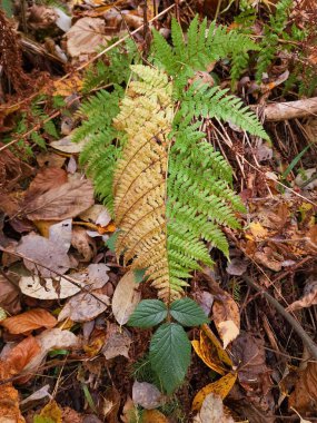 Yapraklı bir orman zemininin dikey görüntüsü.