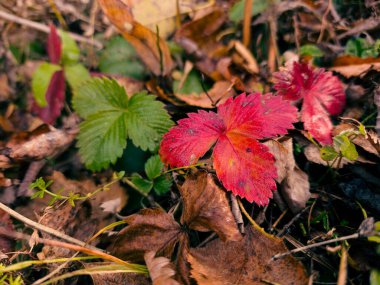 Sonbahar yaprakları, sonbahar bitkileri