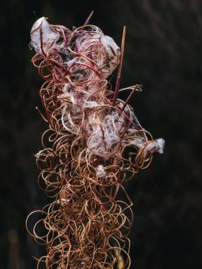 Bahçedeki kuru çiçek