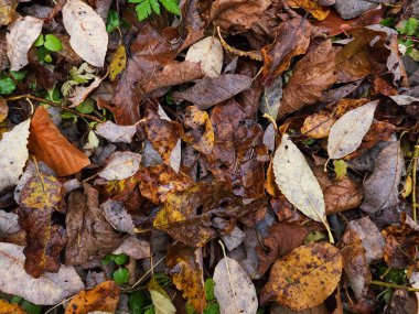 Renkli düşen sonbahar yaprakları