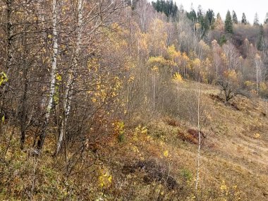 Sonbahar dağ manzarası, sarı ağaçlar ve yapraklar