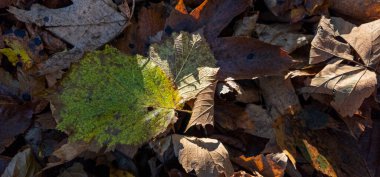 Yeşil çimlerin üzerine düşen yaprak.