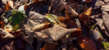 arka planını düşen sonbahar yaprakları.